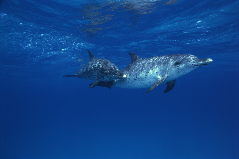 Pair of Atlantic spotted dolphins. #ANGARIDeepDive. PC: Comstock Images