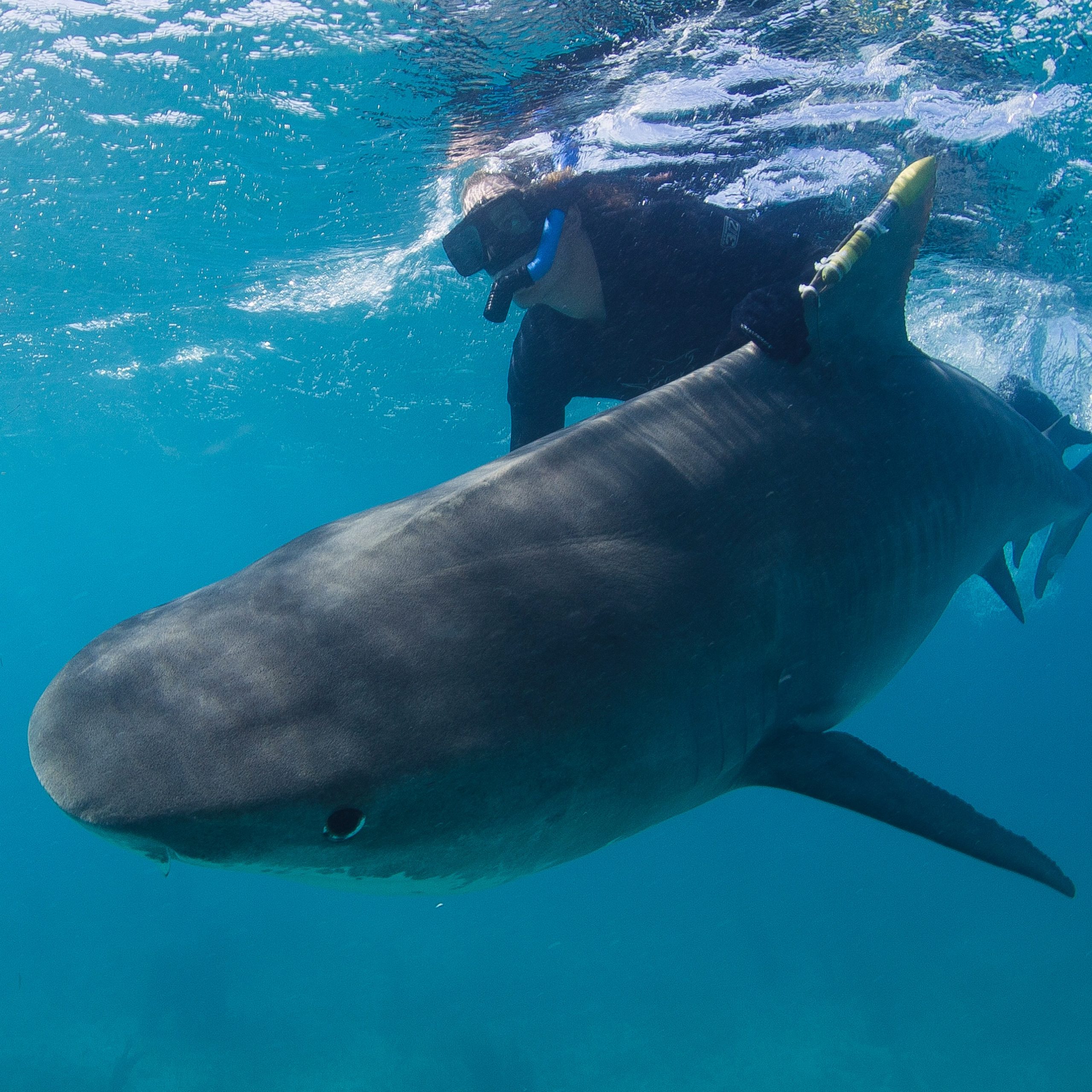 Following sampling and tagging, I carefully escort a satellite tagged tiger shark back into the ocean. PC: Jim Abernethy