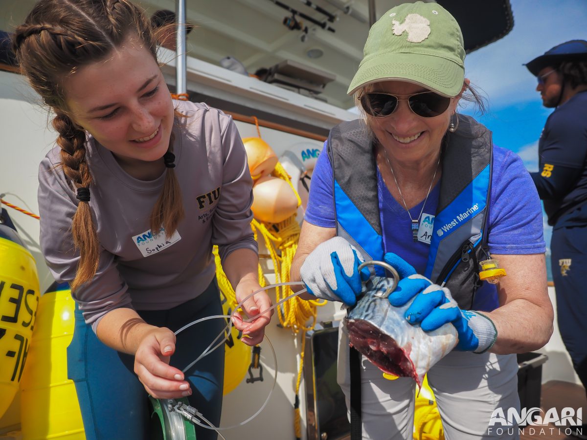 EXP 63: FIU scientists and SCF board and staff work together to conduct shark research in Miami, FL. PC: Amanda Waite
