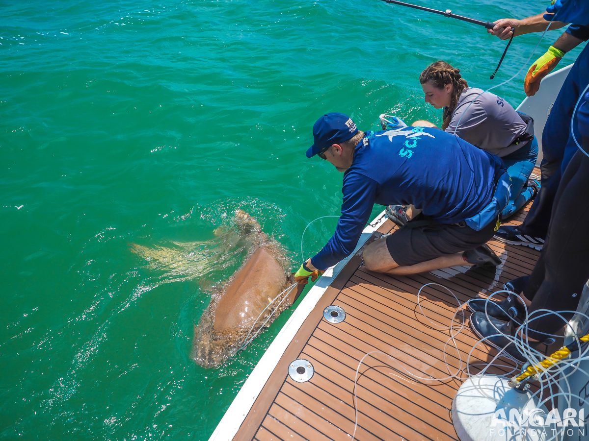 EXP 63: We have a nurse shark! Scientist Mike Heithaus guides the shark towards the stern for a quick workup. PC: Amanda Waite
