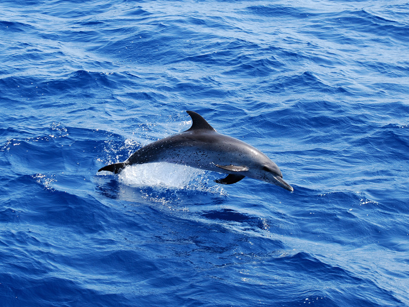 Atlantic Spotted Dolphin #ANGARIDeepDive. PC: Getty Images