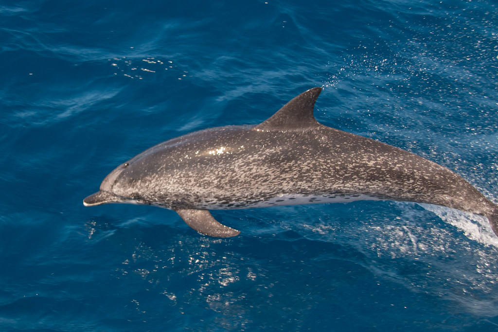 Atlantic spotted dolphin #ANGARIDeepDive. PC: Juan Flickr