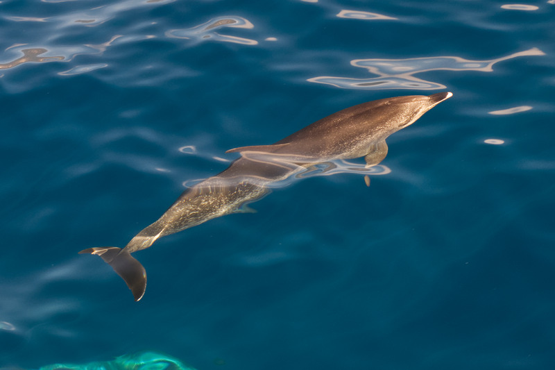 Atlantic spotted dolphin, #ANGARIDeepDive. PC: Nickos.