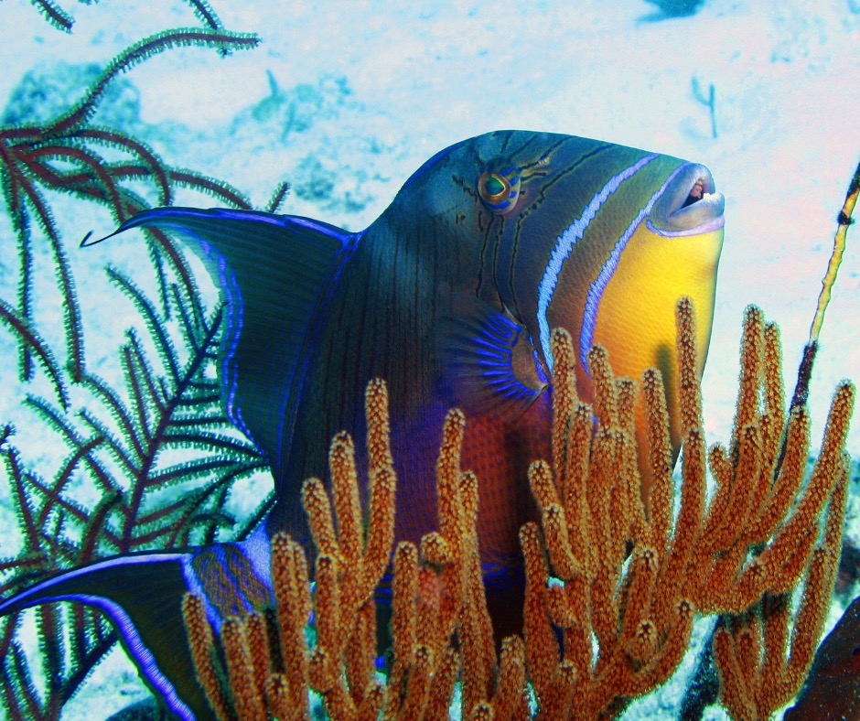 Queen triggerfish emerging from coral. PC: Tommcdow47
