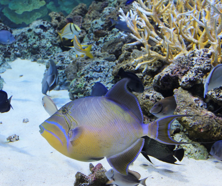 Queen triggerfish side profile. PC: crystaltmc