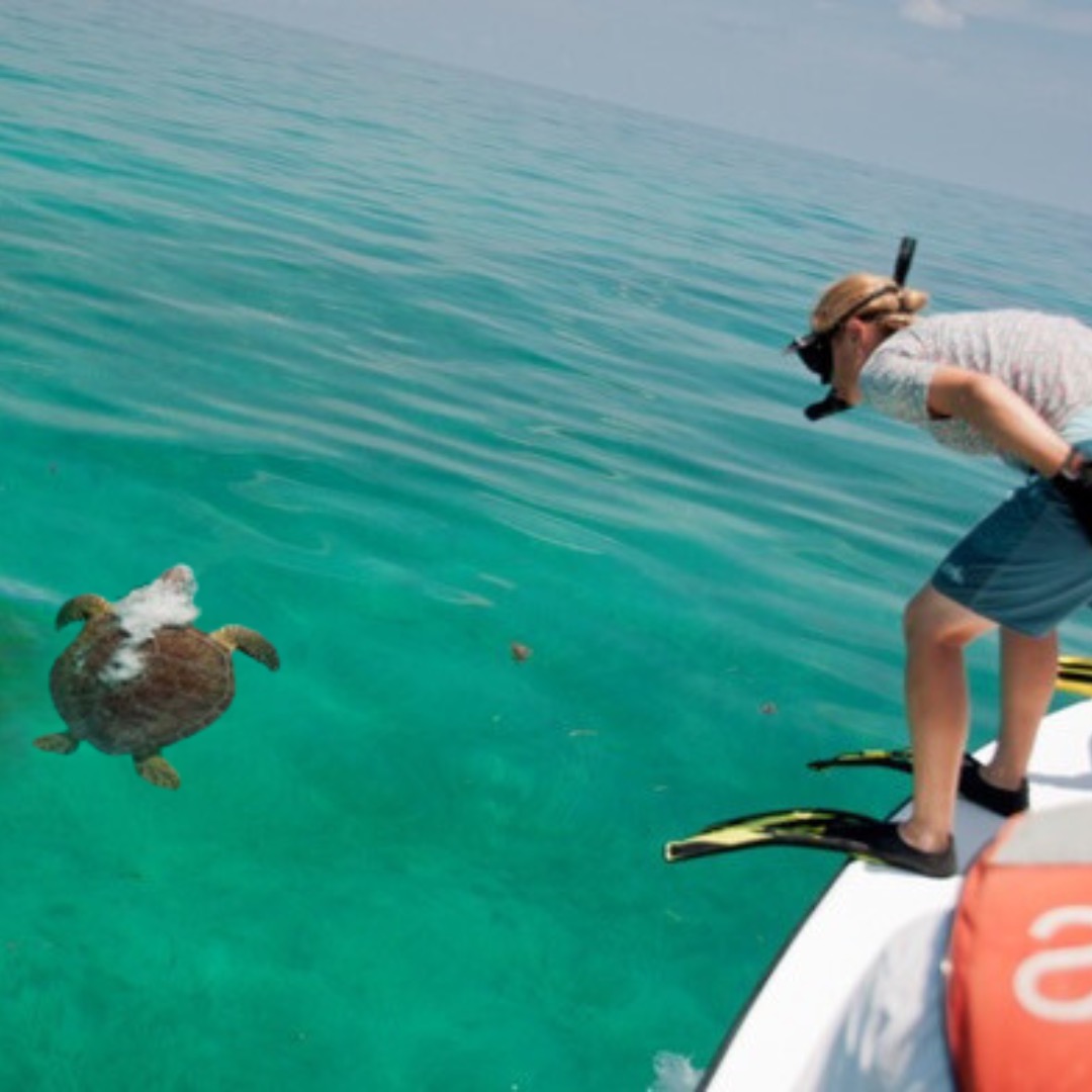 Preparing for an in-water capture of a green sea turtle in the Dry Tortugas. PC: USGS. Permits: DRTO-2010-SCI-0009, MTP-176, NMFS # 17381.
