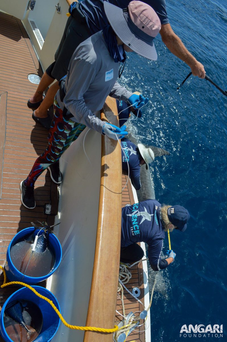 Handling sharks takes teamwork! FIU scientists work together to collect measurements from a >10 foot tiger shark during a quick workup prior to its release. PC: Alex Risius