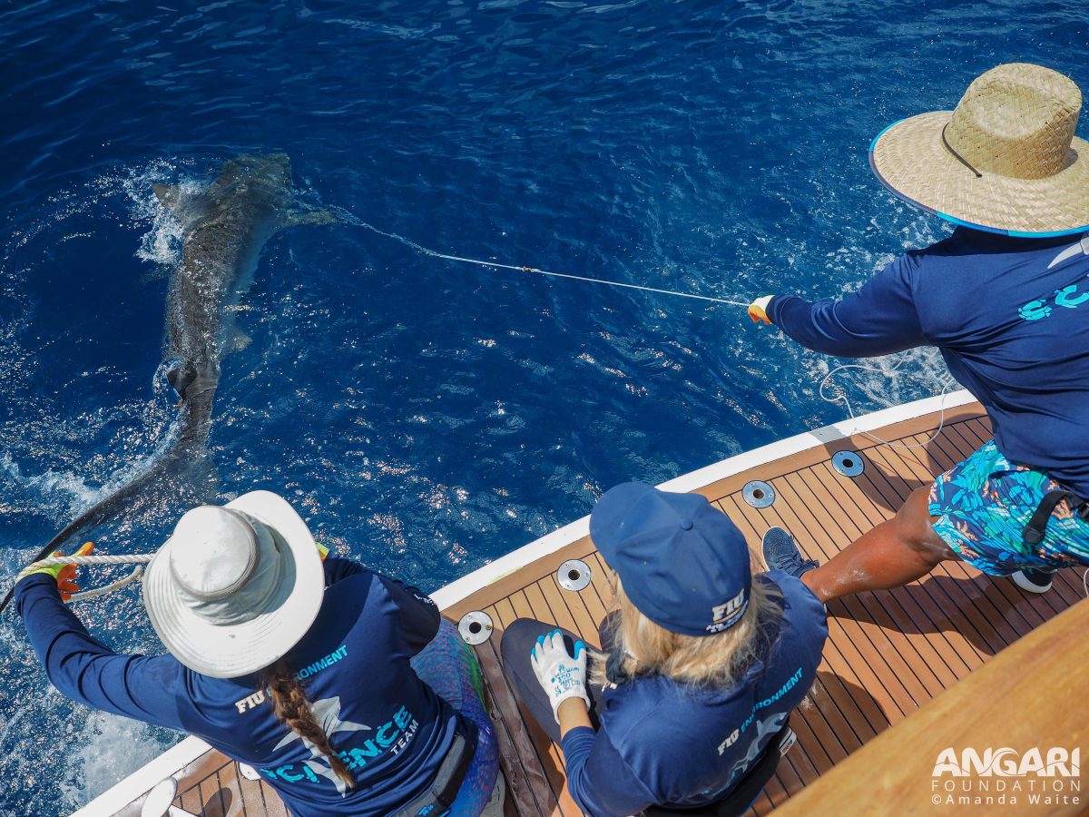 Catch a tiger by the tail? A female tiger shark surfaces as FIU scientists prepare to attach a tail rope to secure it to R/V ANGARI’s swim platform. PC: Amanda Waite