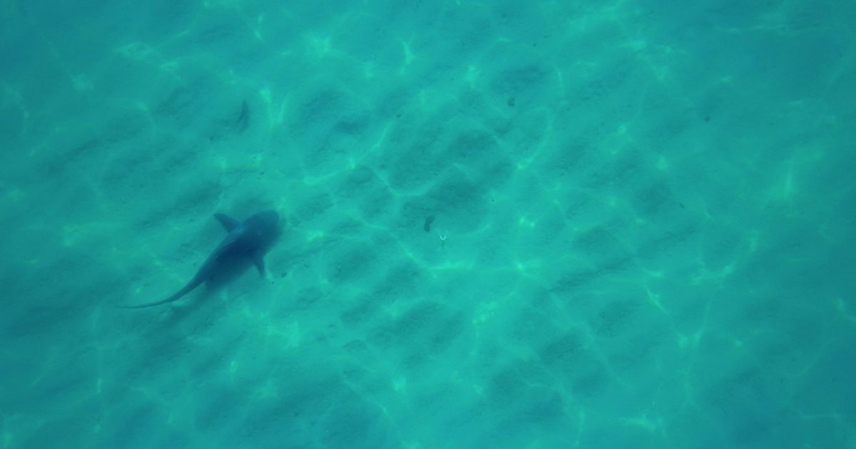 juvenile shark from above