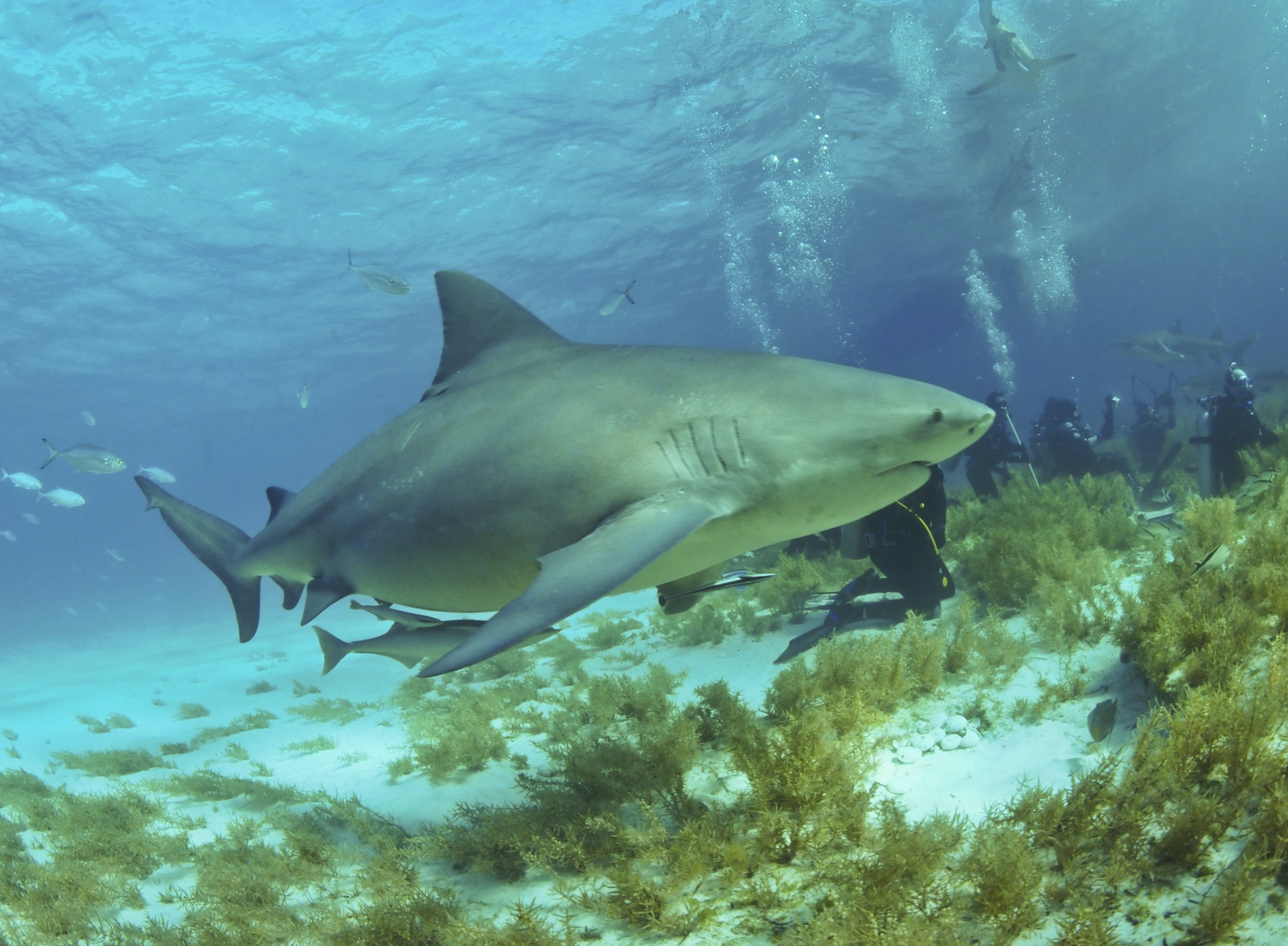 Bull shark #ANGARIDeepDive webpage. PC: Albert Kokenwiki