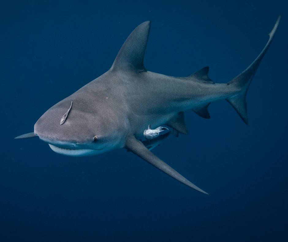 Bull shark #ANGARIDeepDive webpage. PC: Harry Collins