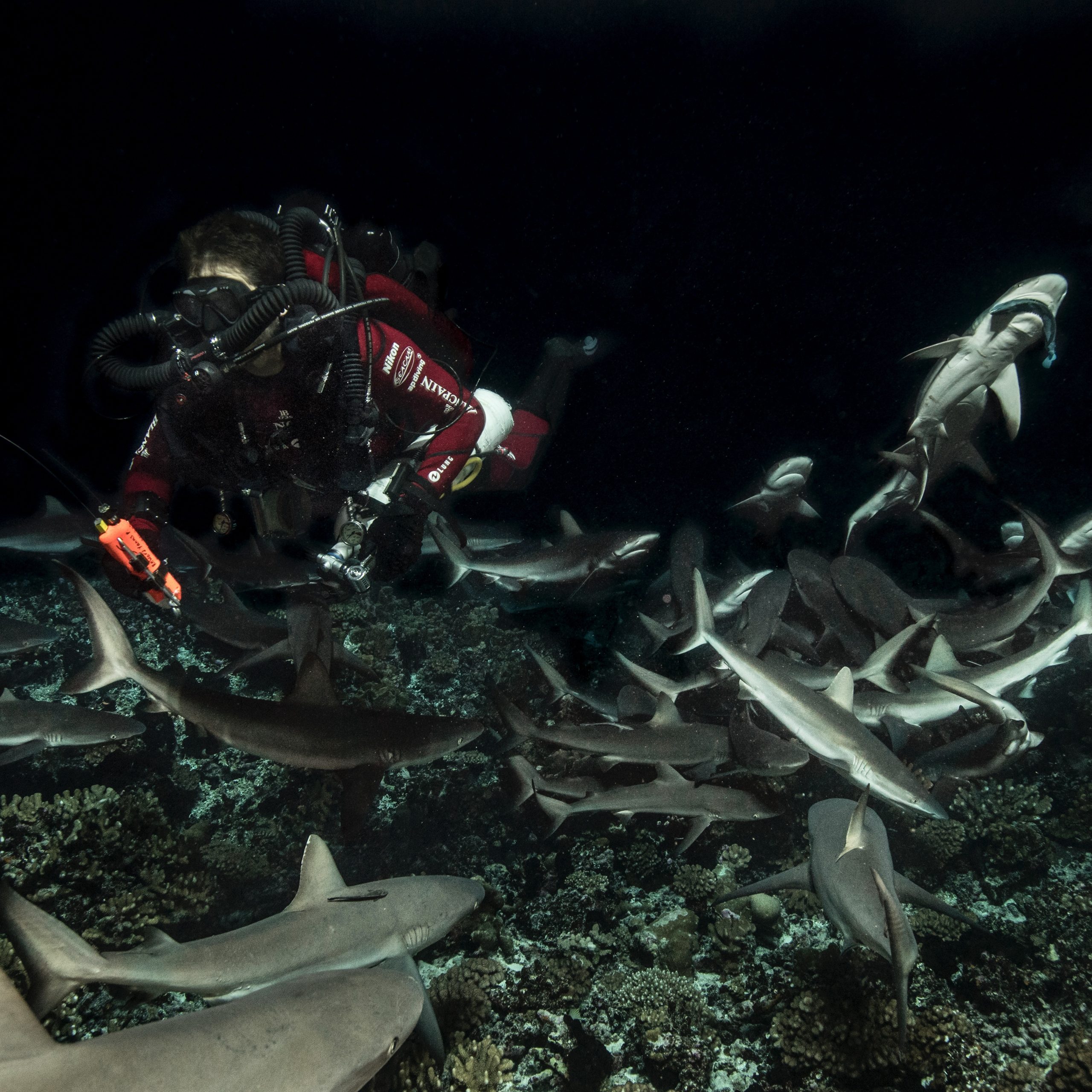 There is nothing better than diving with sharks! PC: Laurent Ballesta