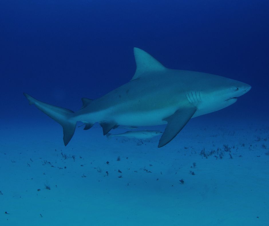 Bull shark #ANGARIDeepDive webpage. PC: Nigel Marsh