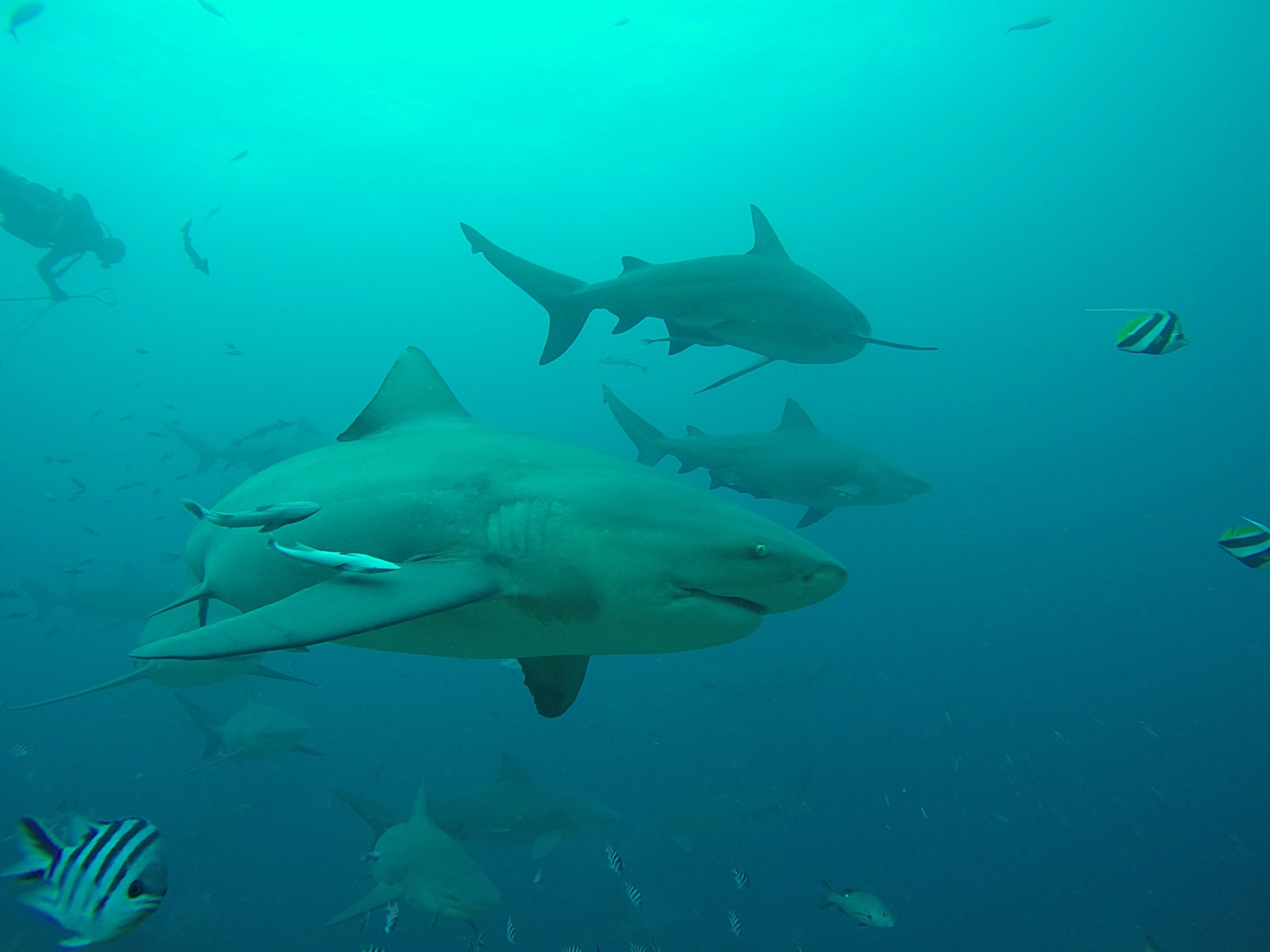 Bull shark #ANGARIDeepDive webpage. PC: Amanderson2