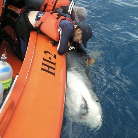 Check out this large tiger shark I'm putting a tag on.