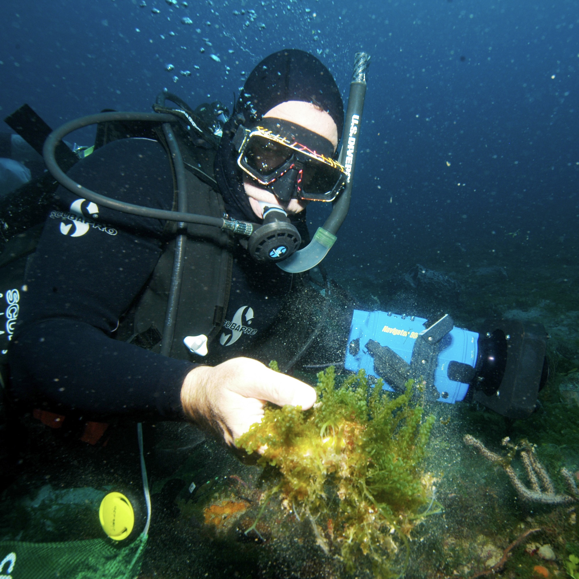 Inspecting some Caulerpa, a type of seaweed, during one of my dives.