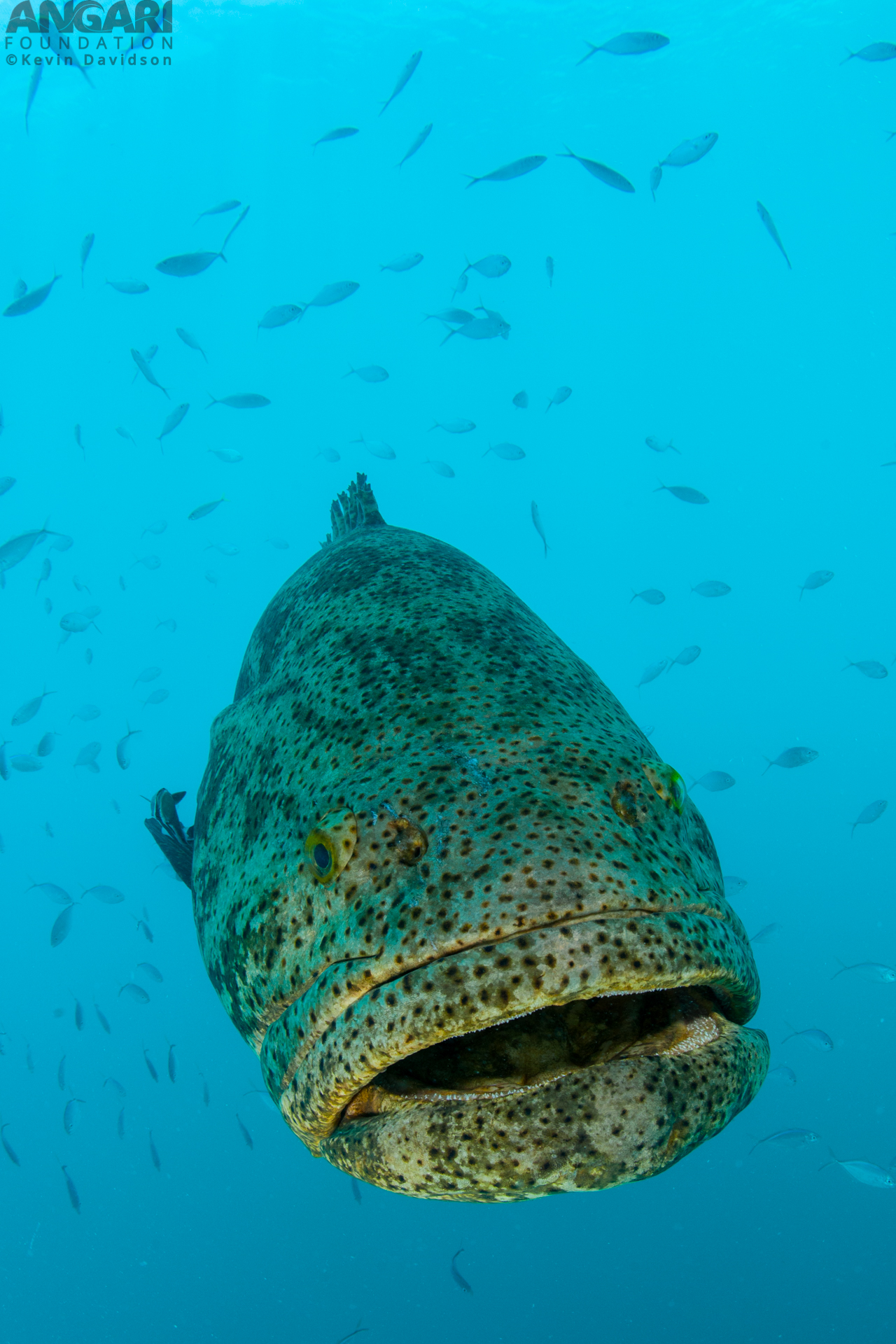 Goliath grouper #ANGARIDeepDive webpage.