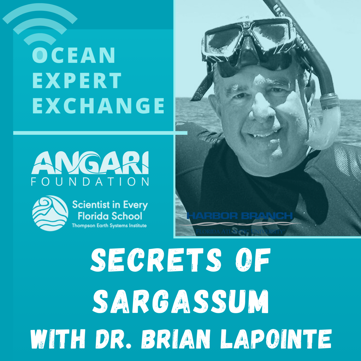 ocean-expert-exchange-secrets-of-sargassum