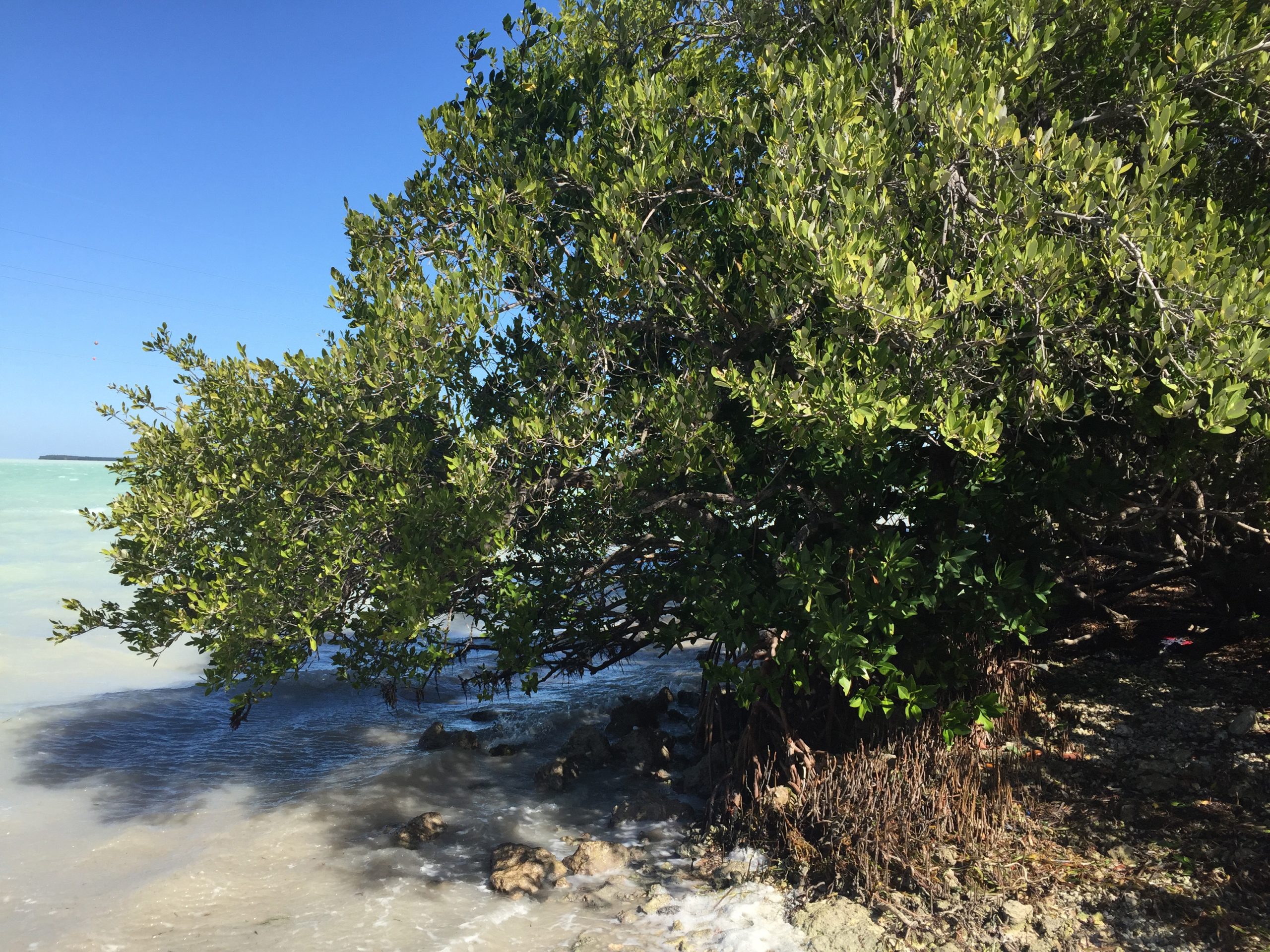 Black mangrove #ANGARIDeepDive webpage. PC: Judy Gallagher