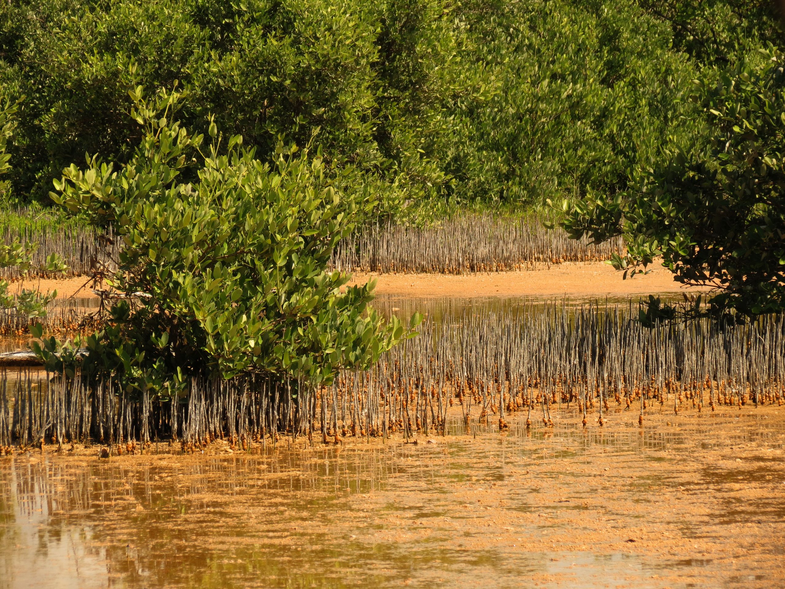 Black mangrove #ANGARIDeepDive webpage. PC: Katja Schulz