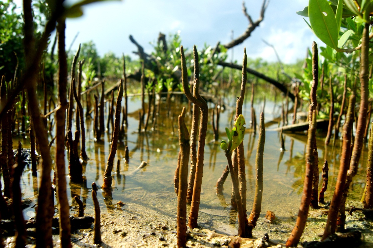 Black mangrove #ANGARIDeepDive webpage. PC: Christopher Gonzalez
