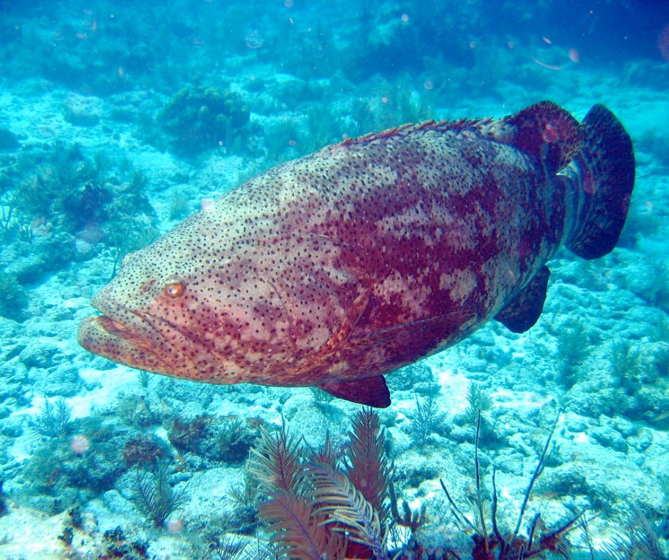 Goliath grouper #ANGARIDeepDive webpage. PC: Dynamail