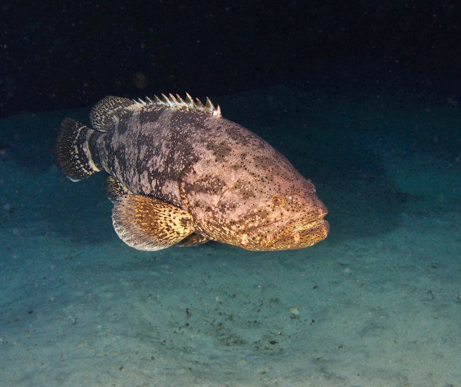 Goliath grouper #ANGARIDeepDive webpage. PC: Eduardo Baena
