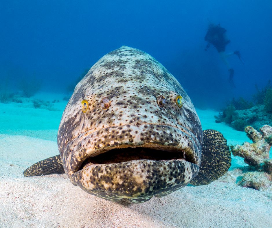 Goliath grouper #ANGARIDeepDive webpage. PC: Fatbox