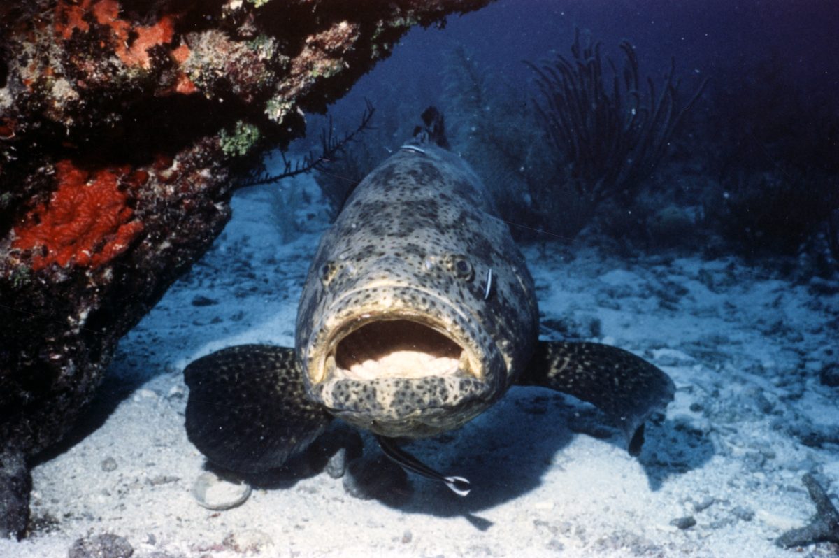 Goliath grouper #ANGARIDeepDive webpage. PC: Florida Keys History Center Monroe County Public Library