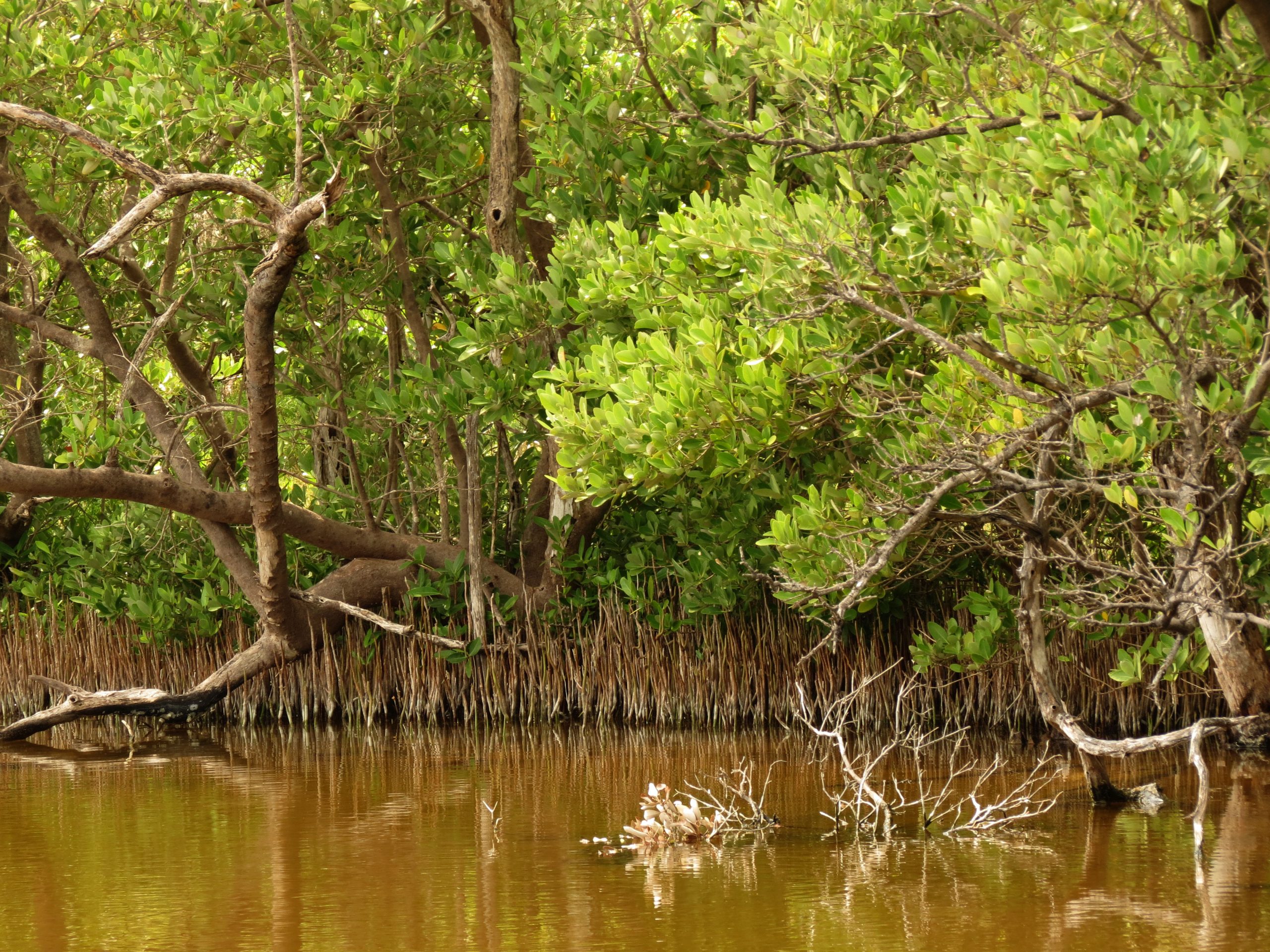 Black mangrove #ANGARIDeepDive webpage. PC: Katja Schulz