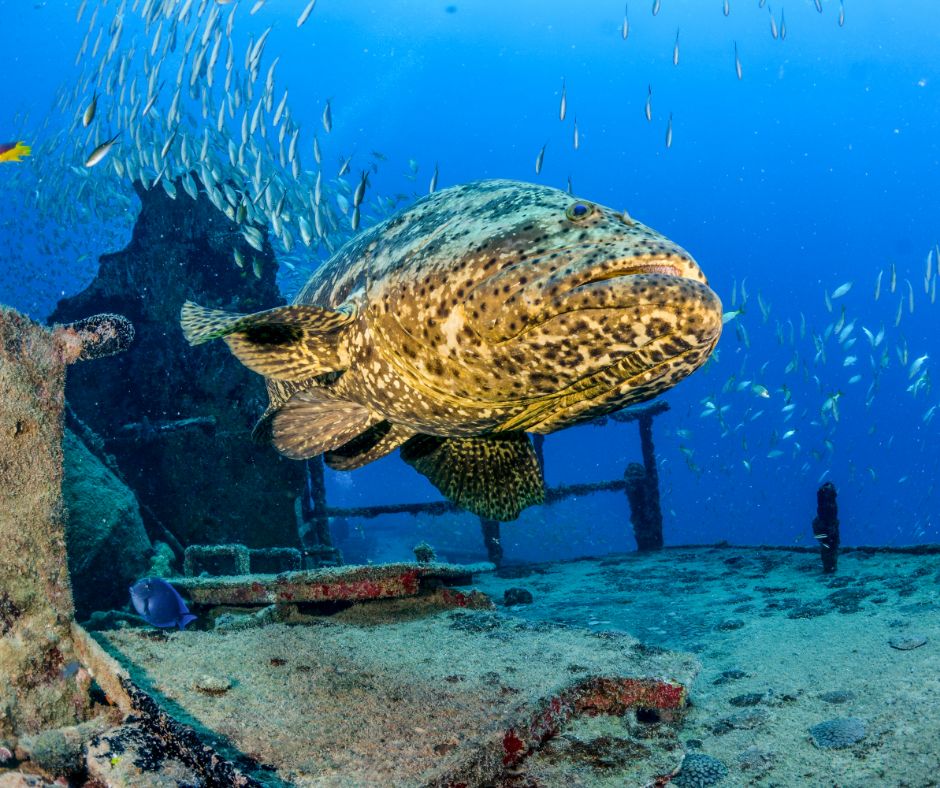 Goliath grouper #ANGARIDeepDive webpage. PC: LFPuntel