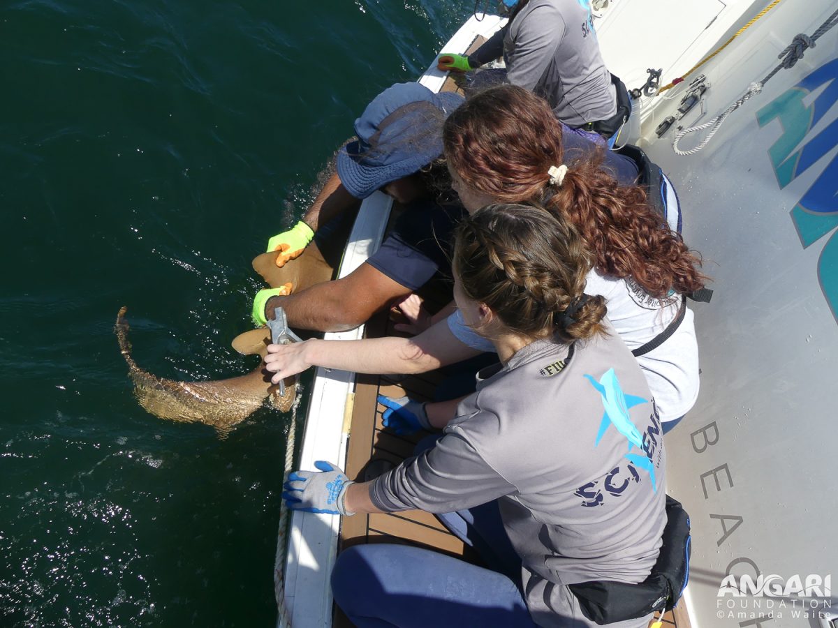 EXP 74: Measurement Complete, Another Student Prepares To Take A Small Fin Clip From The Dorsal Fin Of The Nurse Shark. PC: Amanda Waite
