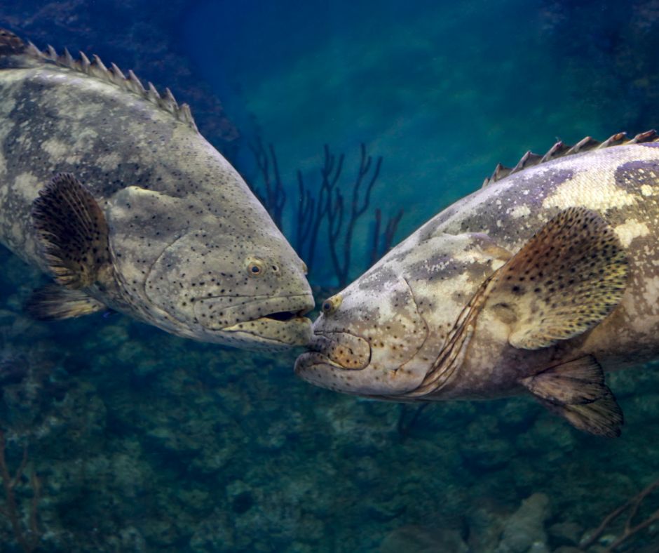 #ANGARIDeepDive goliath grouper