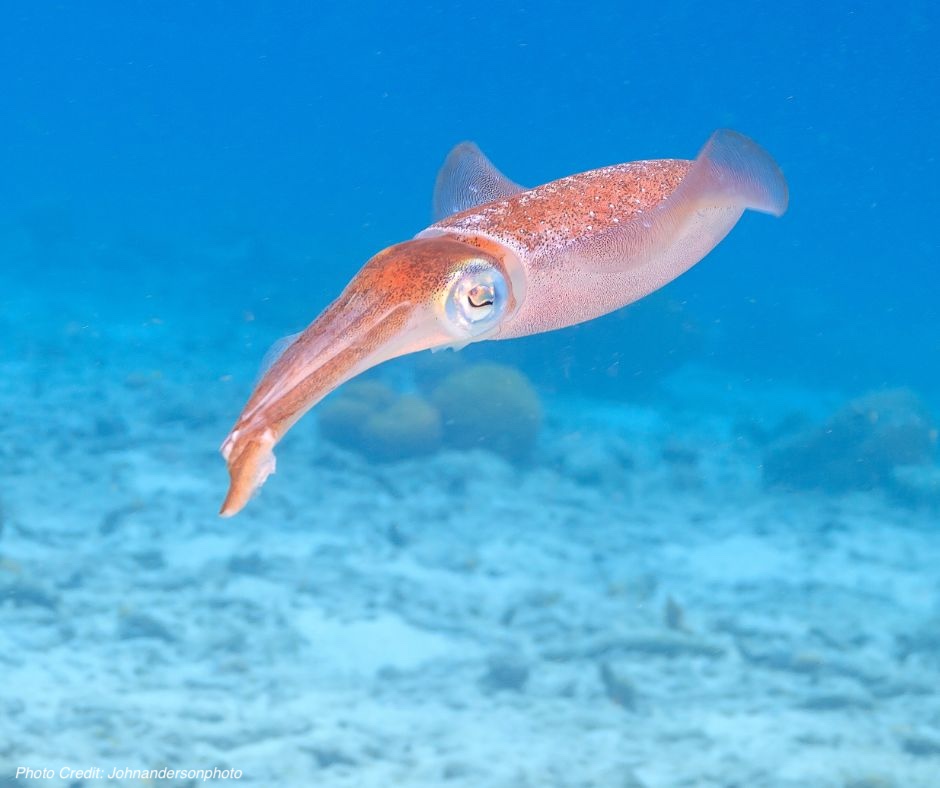 #ANGARIDeepDive Caribbean Reef Squid. PC: Johnandersonphoto