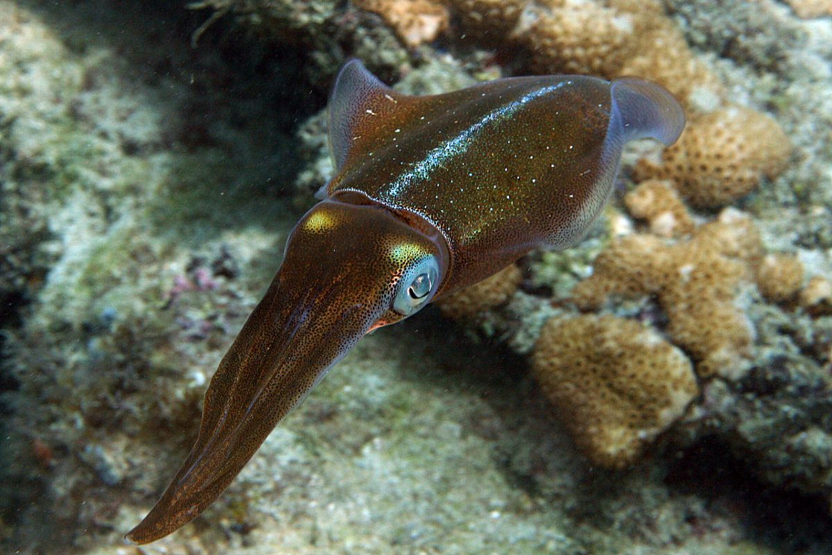 #ANGARIDeepDive Caribbean Reef Squid. PC: Kevin Bryant