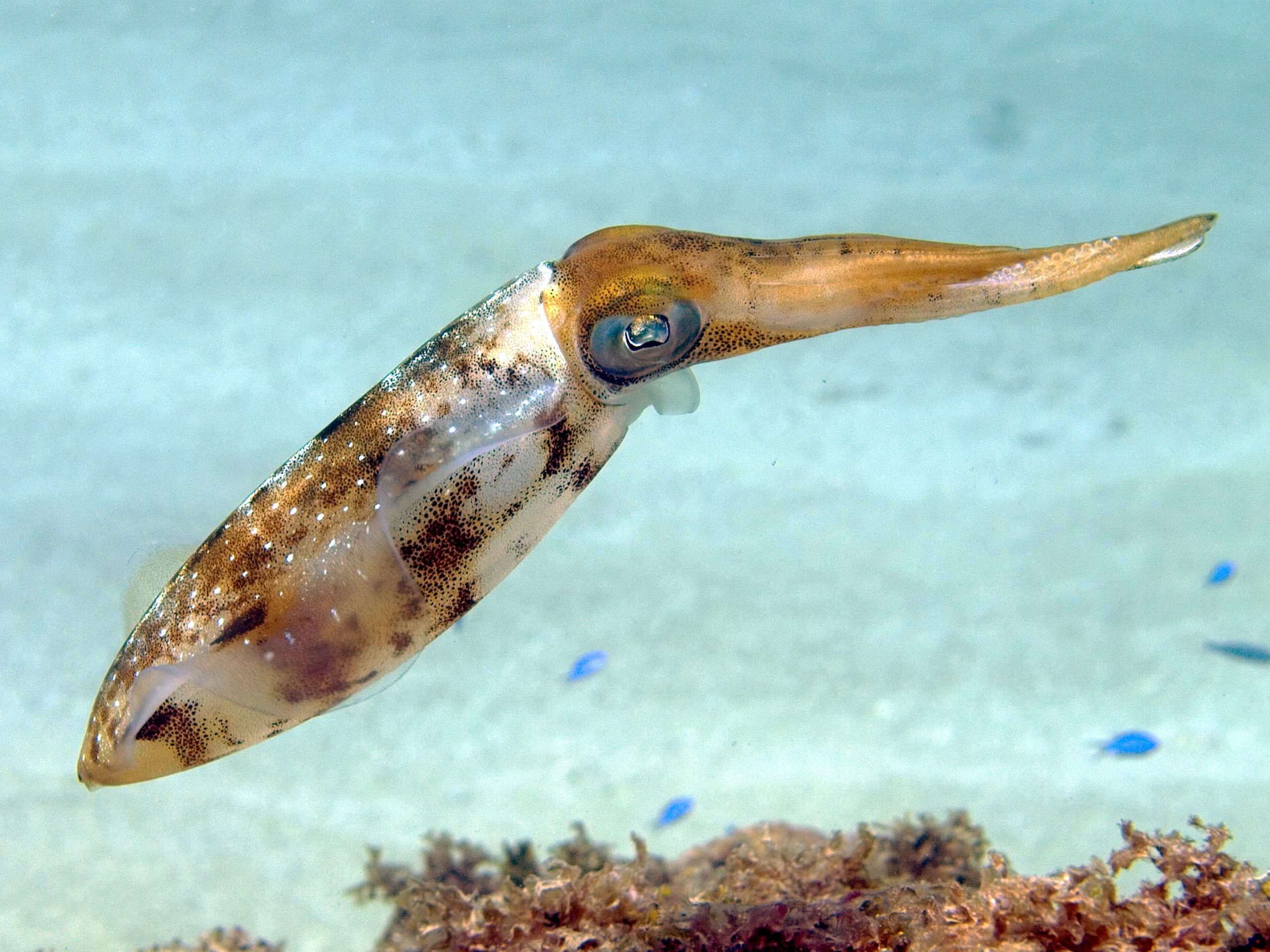#ANGARIDeepDive Caribbean Reef Squid. PC: Nick Hobgood