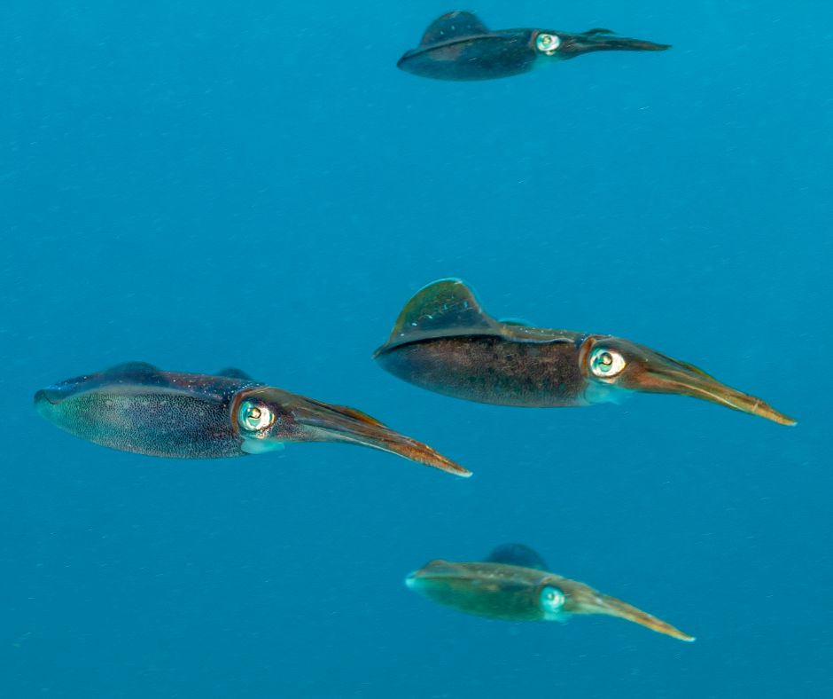 #ANGARIDeepDive Caribbean Reef Squid. PC: Johnandersonphoto