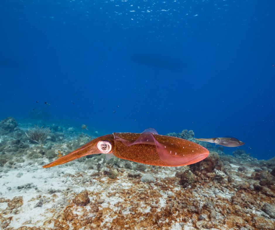 #ANGARIDeepDive Caribbean Reef Squid. PC: Naturepics_li