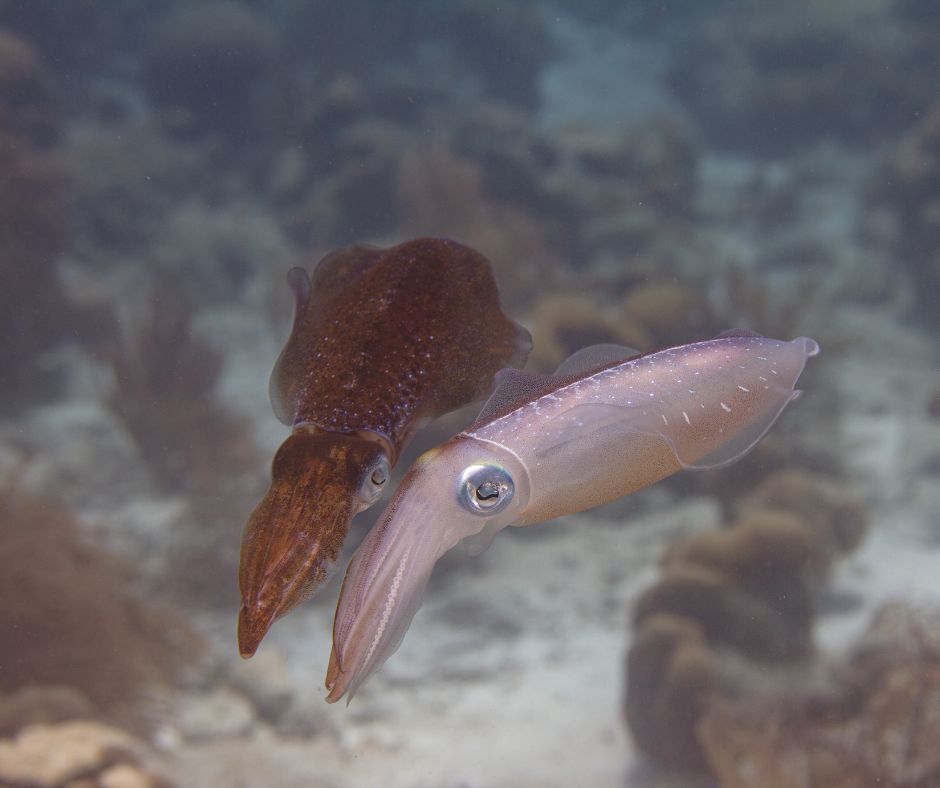 #ANGARIDeepDive Caribbean Reef Squid. PC: Pclark2