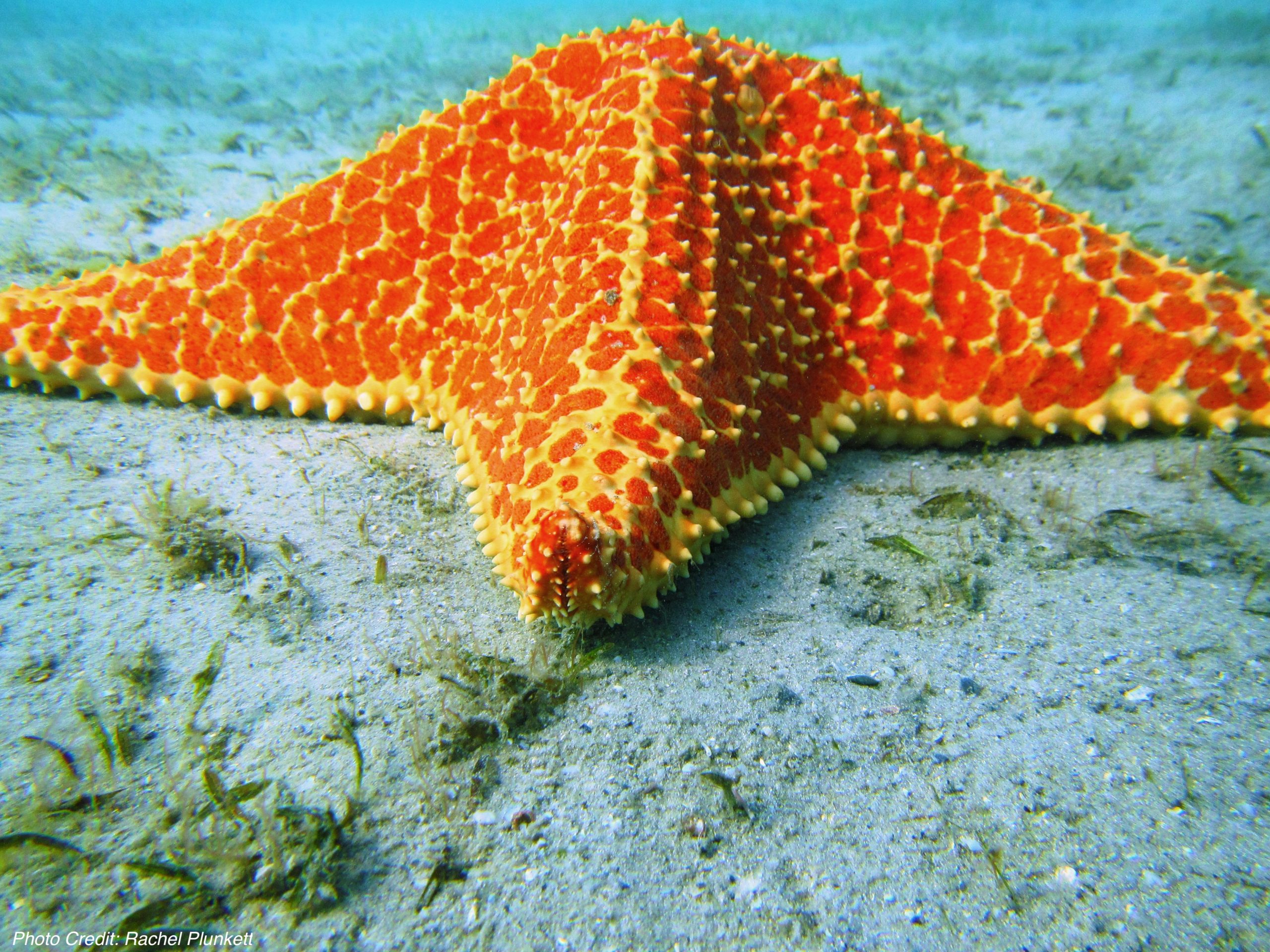 #ANGARIDeepDive Sea Star. PC - Rachel Plunkett