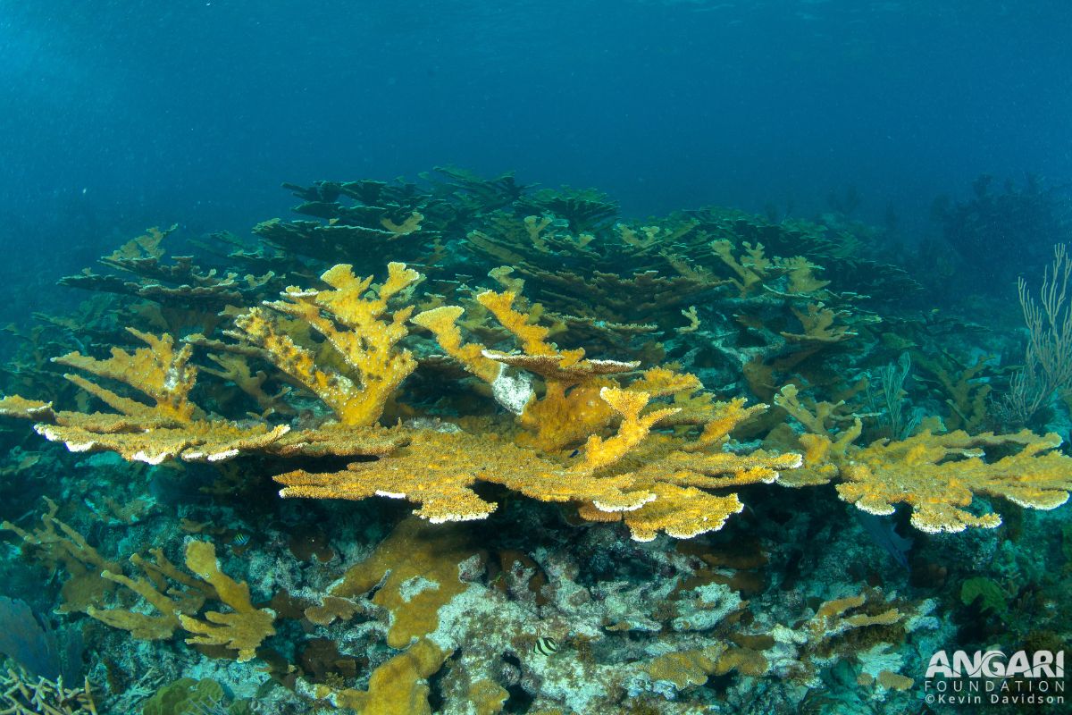 #ANGARIDeepDive Elkhorn Coral_1