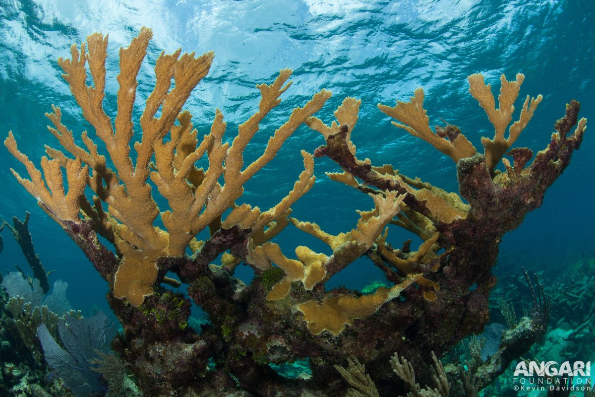 #ANGARIDeepDive Elkhorn Coral_2