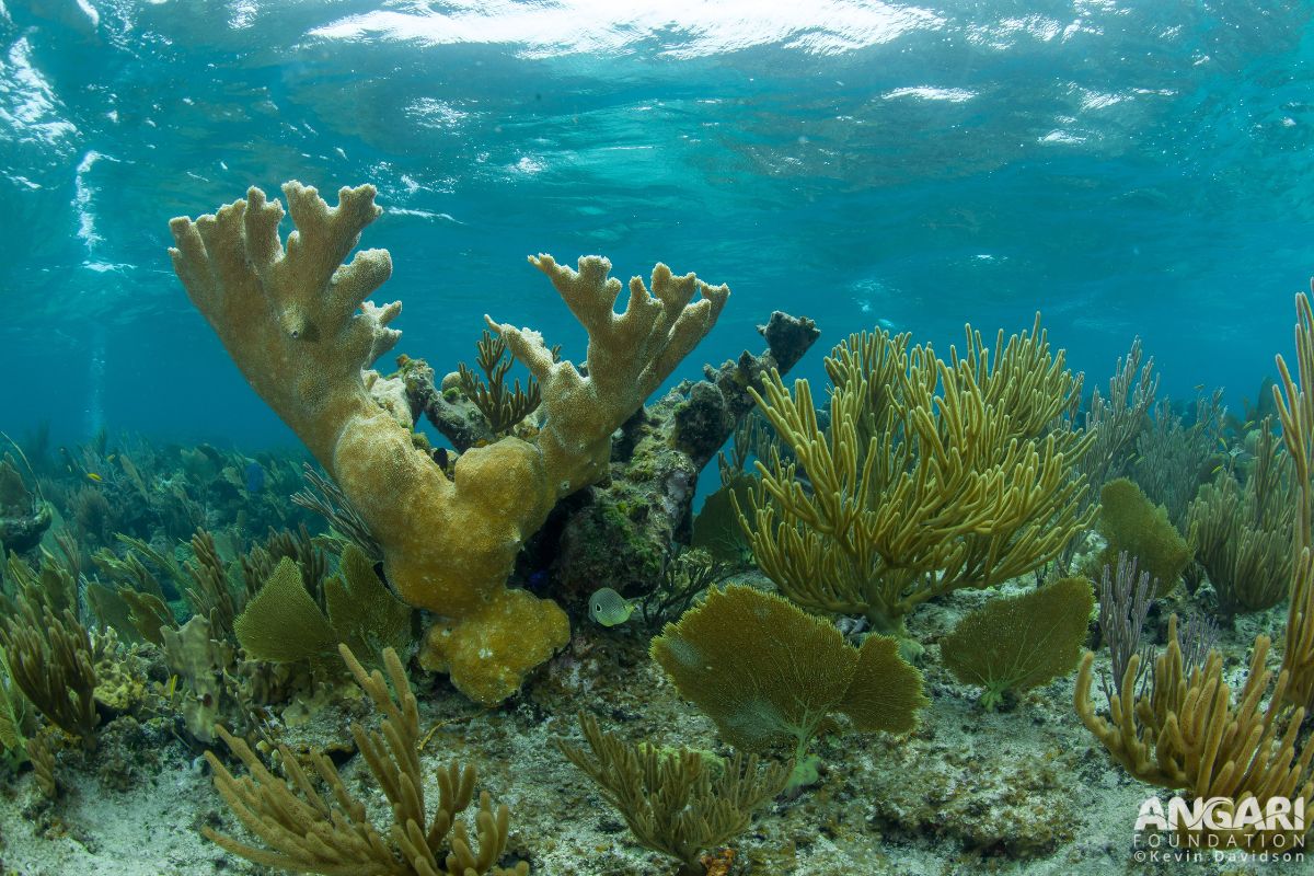 #ANGARIDeepDive Elkhorn Coral_4