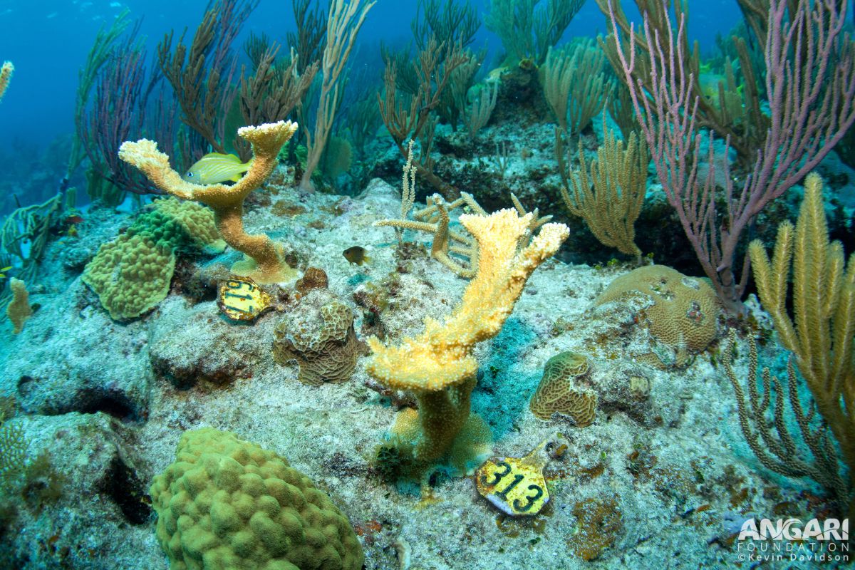 #ANGARIDeepDive Elkhorn Coral_5