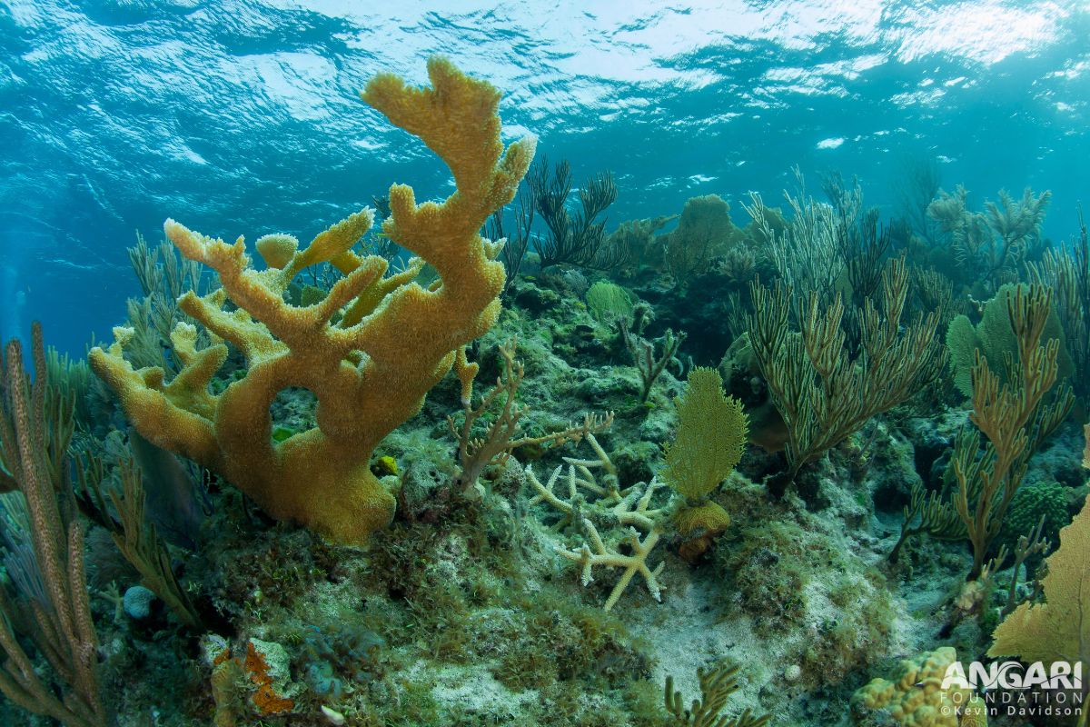 #ANGARIDeepDive Elkhorn Coral_6