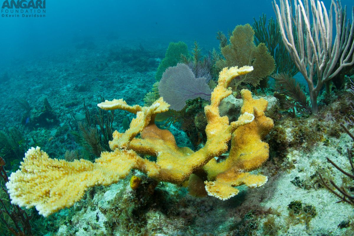 #ANGARIDeepDive Elkhorn Coral_7