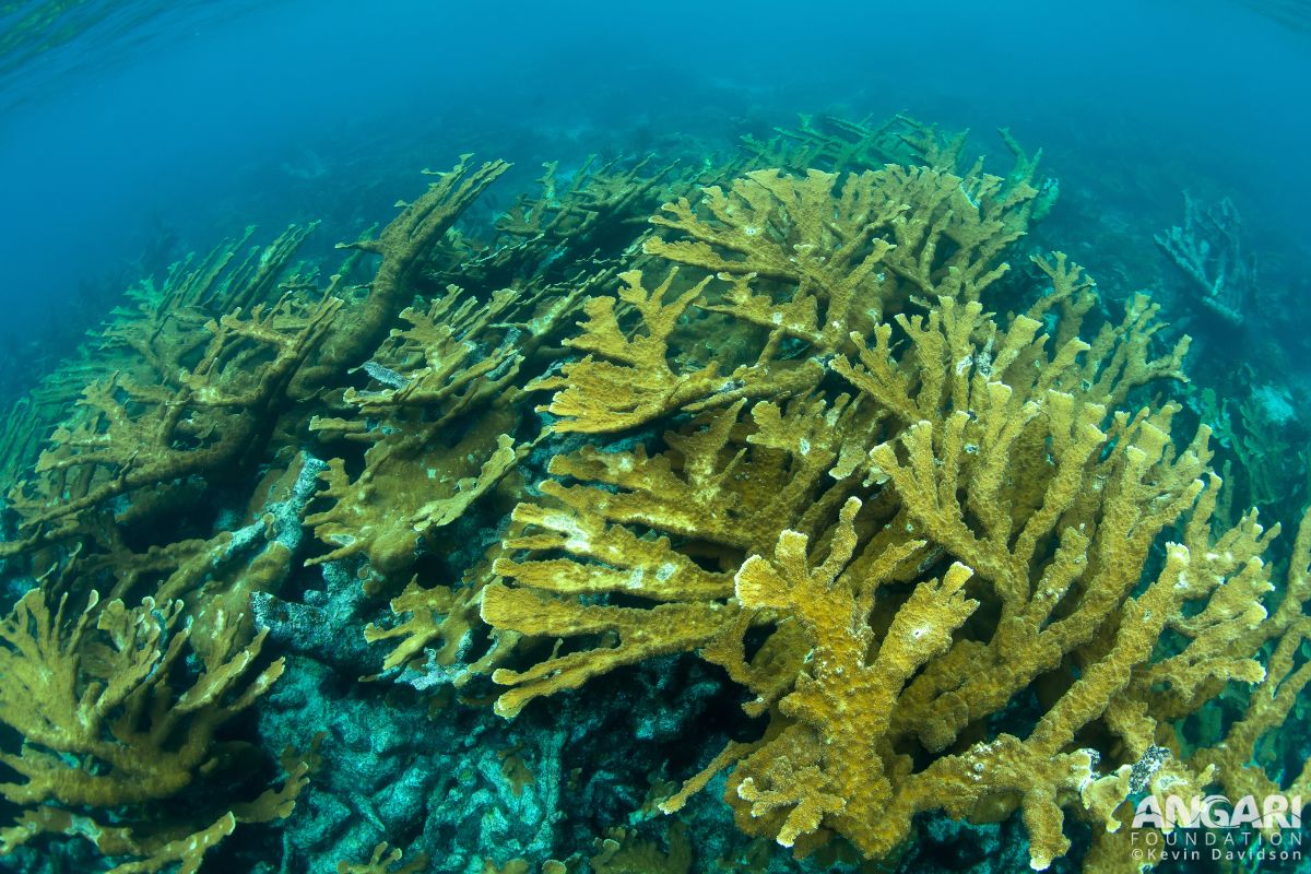 #ANGARIDeepDive Elkhorn Coral_8