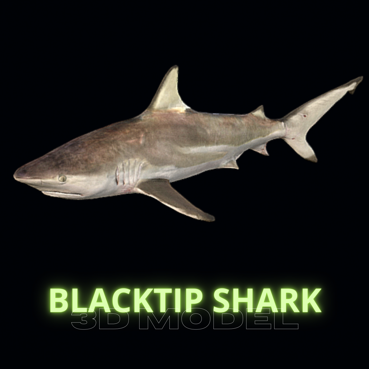 Digital Life Blacktip Shark 3D Model