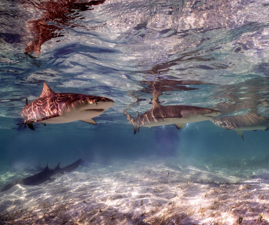 #ANGARIDeepDive Lemon Shark. PC_Rob Atherton