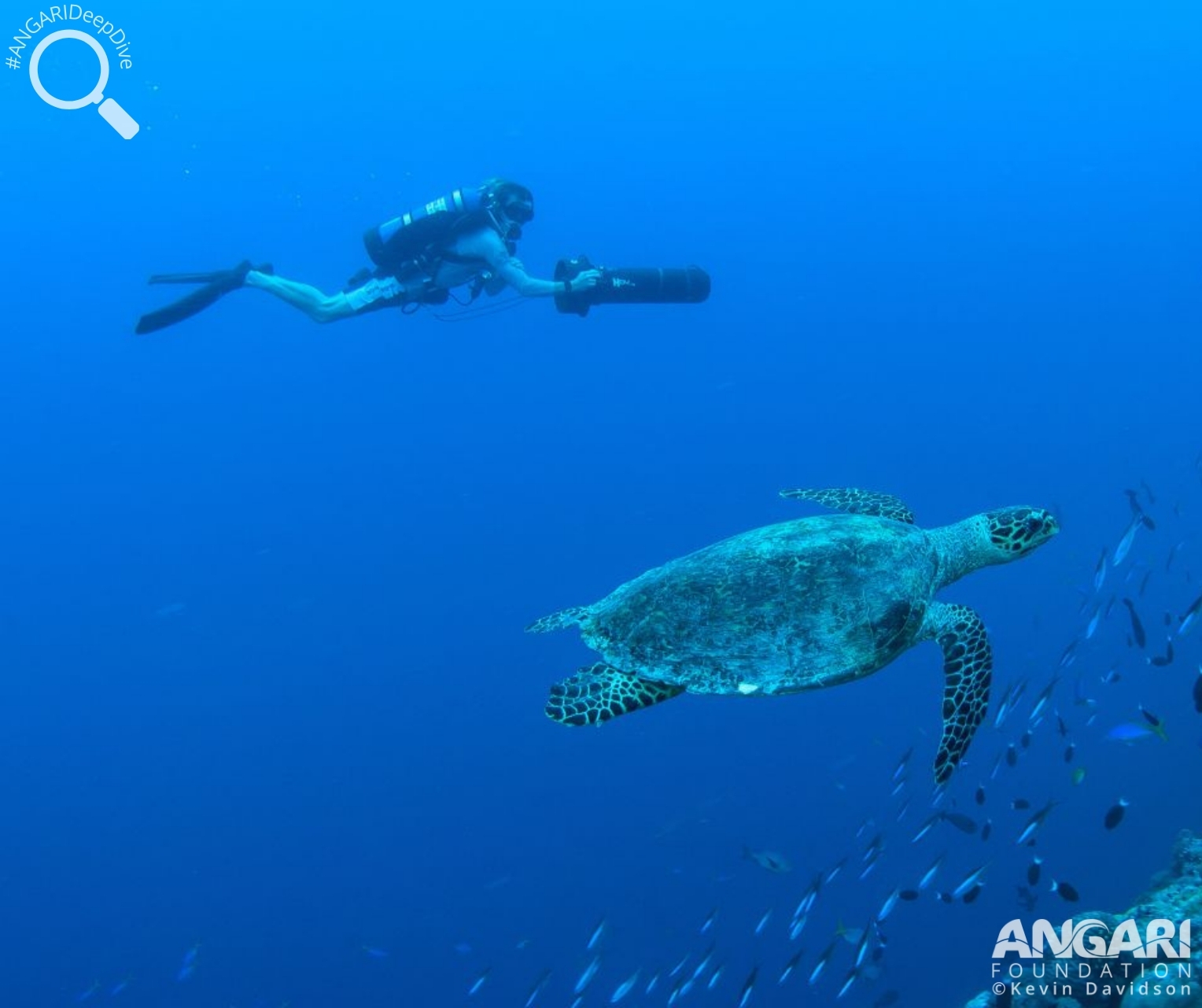#ANGARIDeepDive_Hawksbill Sea Turtle_5